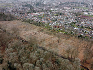 Supporting image for story: Owners say tree felling at ancient woodland is 'in interest of safety and preservation '