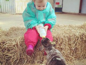 Supporting image for story: Spring lambs at Rodbaston Animal Zone