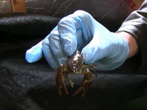 Supporting image for story: Rare crayfish breed in the wild