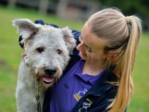 Supporting image for story: Blind dog Mr Morris seeking a forever home filled with fuss