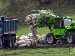 Supporting image for story: Shropshire foot and mouth horror recalled