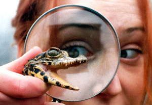 Going croc-eyed with a newly hatched crocodile at Dudley Zoo