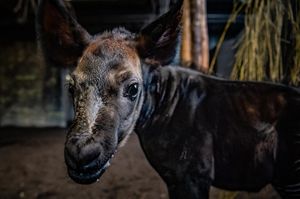 A rare okapi has been born at Chester Zoo