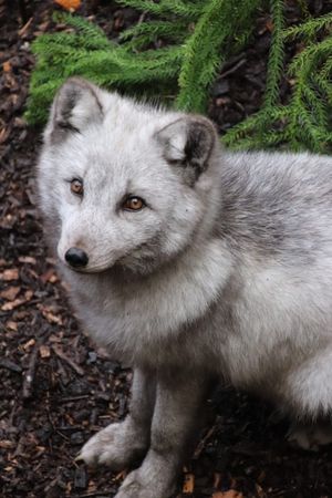 Tommy the Arctic Fox