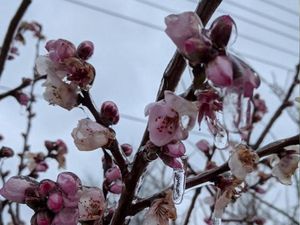 Supporting image for story: People are sharing their incredible photos of rare freezing rain phenomenon