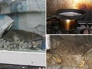 Supporting image for story: Rat stuck in window and decomposing rodent among Walsall hygiene horrors