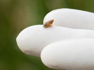Supporting image for story: Release of rare snails hailed as vital step in bid to save species
