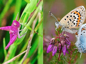 Supporting image for story: Ahh grasshopper: Shropshire wildlife spotters in the pink after a rare find