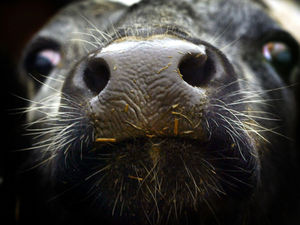 Supporting image for story: £3,000 court bill for slaughterhouse that shot animal with bolt cartridges that weren't strong enough