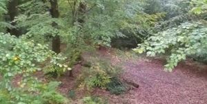 Saltwells Nature Reserve, Dudley. Copyright John Williams