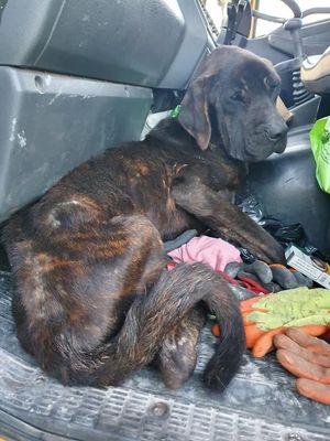 The dog was found near the A41 in Albrighton by Martin Yates