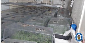 Police said: "It was clearly a central supply factory to other cannabis farms due to the large amount of propagators, which contained hundreds and hundreds of baby plants for distribution."
