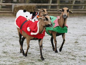 Supporting image for story: In Pictures: Highlights of 2022 in the animal kingdom