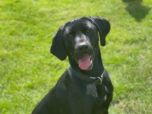 Supporting image for story: Delight for Walsall police canine handler as PD Mickey qualifies after previous dog died from tumour