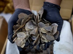 Supporting image for story: Indonesia seizes ton of endangered pangolin scales meant for Chinese clients