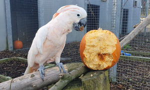 A cockatoo at Hoo Zoo and Dinosaur World with one of the Halloween treats.