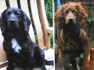 Supporting image for story: Family hires pet detective to find beloved dogs stolen seven weeks ago