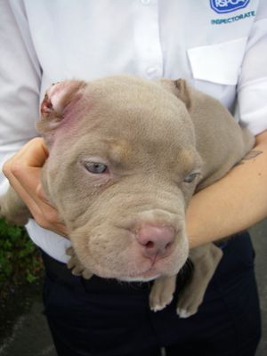 Bulldog Zena has been signed over to the RSPCA