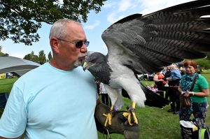 CANNOCK COPYRIGHT NATIONAL WORLD TIM THURSFIELD -09/08/25
Hednesford Summer Festival at Hednesford Park.
Graham Rees and Lola, his Chilean Blue Eagle.