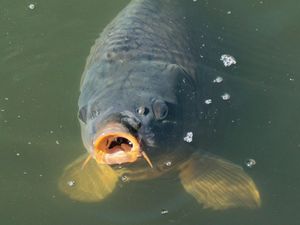 Supporting image for story: 24-hour angling match to raise money for ill Telford boy