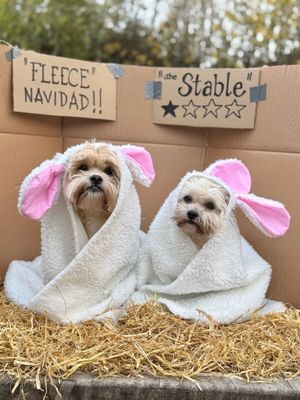 Polly and Penny as Sheep from North Wales. 