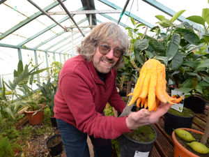 Supporting image for story: Garden centres help bring touch of colour to bleak mid-winter