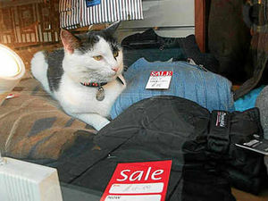 Supporting image for story: George proves he is Ludlow's top cat