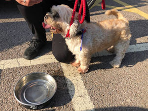 Supporting image for story: Warning after dog rescued by Wolverhampton police from sweltering car 
