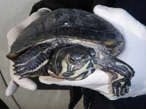 Supporting image for story: Lucky escape for terrapins
