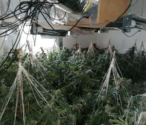 The farm was found at a property off Station Road in Hednesford