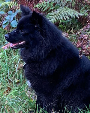A family handout photo issued by North Wales Police of Ms Plungiene's dog 