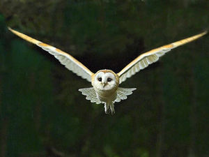 Supporting image for story: Well-known pet owl escaped through window of Newport home