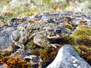 A natterjack toad on South Downs heathland