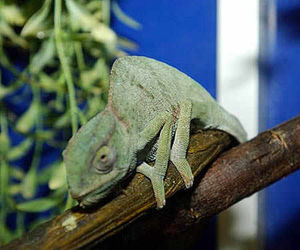 One of the new chameleons.
