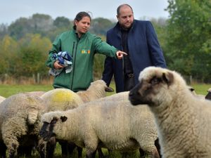Supporting image for story: Black Country farm boss in illegal meat market warning after sheep thefts 