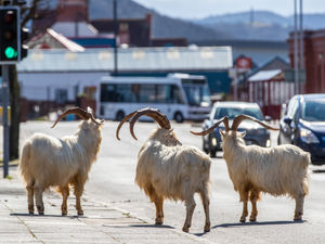 Supporting image for story: Llandudno goats from herd that roamed town in lockdown killed in road crash