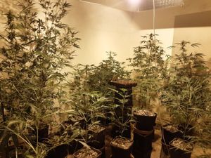 Supporting image for story: Arrest made as cannabis seized in Telford drug raid