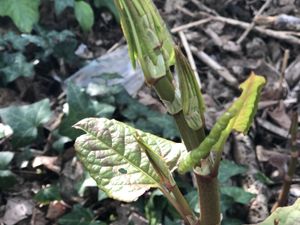 Supporting image for story: Start of growth season sparks call for Shropshire gardeners to act now on invasive plants