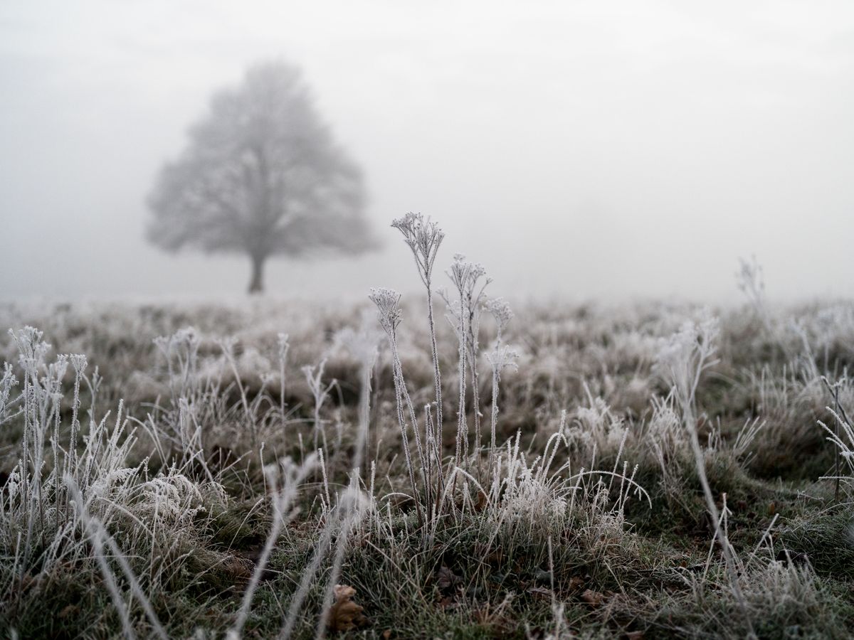 Temperatures forecast to drop next week with potential for snow