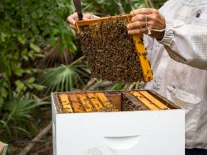 Supporting image for story: Keepers at Brevard Zoo in Florida are using honey to help heal injured sea turtles