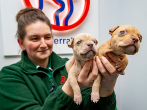 Supporting image for story: Heartbreaking discovery as seven puppies found dumped in a carrier bag - and only two survive