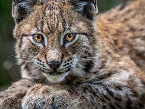 Supporting image for story: Lynx likely to predate on sheep and lambs if reintroduced, study finds