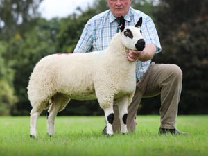 Supporting image for story: Woodhouse flock leads Ludlow Kerry Hill sale at 5500gns