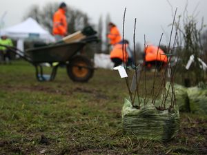 Supporting image for story: Lichfield planting sixth Tiny Forest for Commonwealth Games