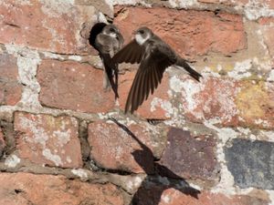 Supporting image for story: Sand martins spotted nesting at Bridgnorth building site