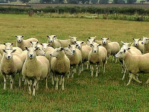 Supporting image for story: Oil seed rape harvest was a little disappointing