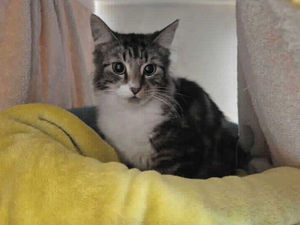 Meet Rocket, a farm cat that needs rehoming urgently. Photo: RSPCA 