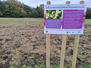 Supporting image for story: Pollinators will feel the bee's knees on their new beaches