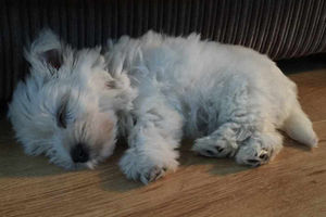 She's a Lady, the West Highland Terrier by Amy Rowley in Hednesford