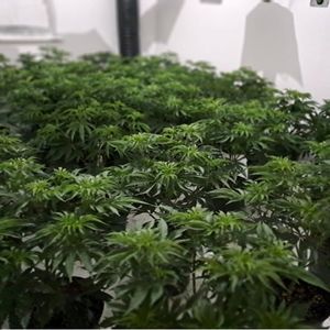 The plants discovered by officers. Picture: Shifnal and Albrighton Police